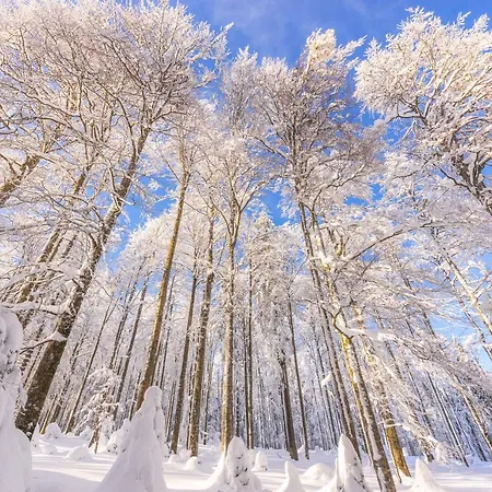 Rogla Jurgovo - In Out * Lukanja