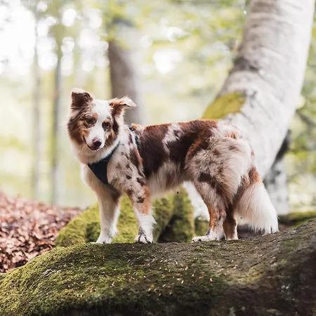 Rogla Jurgovo - In Out דירה