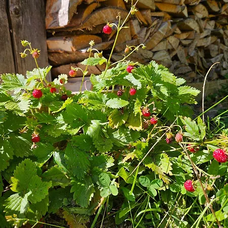 Rogla Jurgovo - In Out