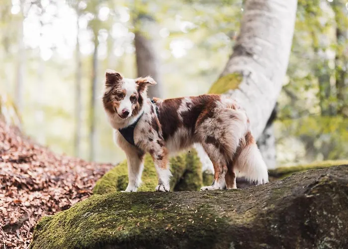 Rogla Jurgovo - In Out Lägenhet