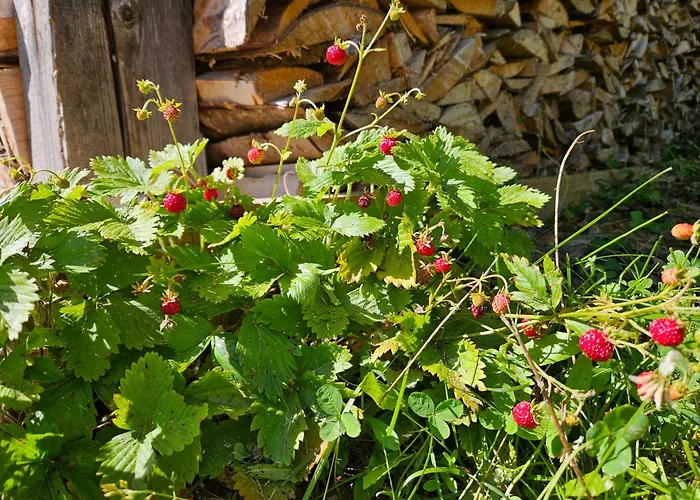 Rogla Jurgovo - In Out