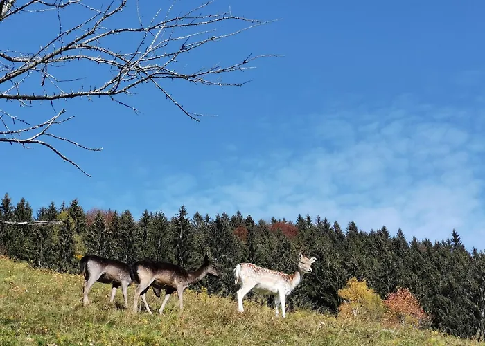 Rogla Jurgovo - In Out Lägenhet